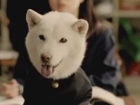 inu