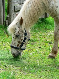 white-horse-close-up